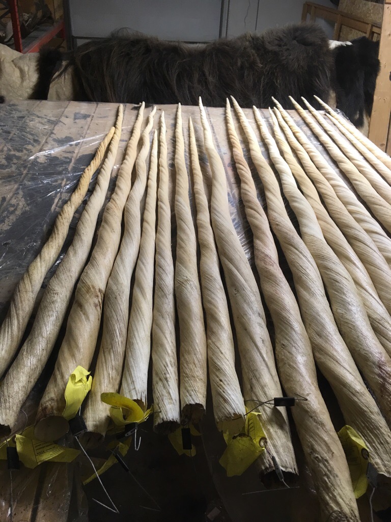 独角鲸牙1