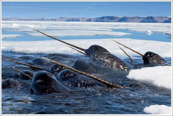 独角鲸/Narwhal